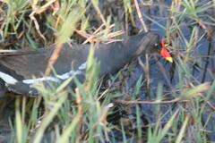 Gallinula chloropus meridionalis