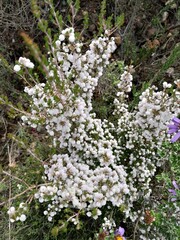 Erica formosa