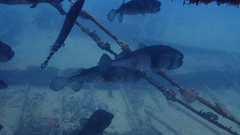 Chilomycterus reticulatus