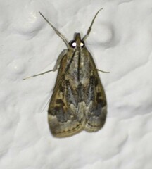 Loxostege allectalis