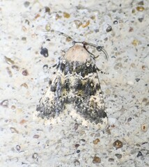 Lacinipolia palilis