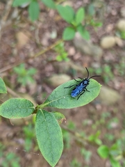 Arge similis