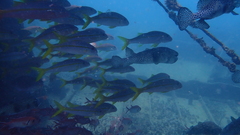 Chilomycterus reticulatus