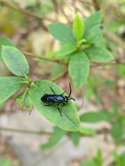 Arge similis