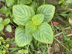 Coleus monostachyus