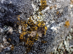 Candelariella