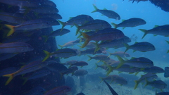 Mulloidichthys martinicus