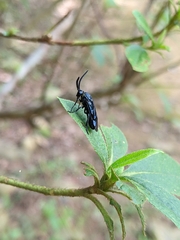Arge similis