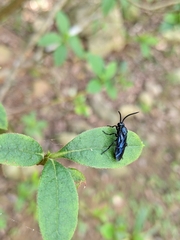 Arge similis