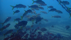 Mulloidichthys martinicus