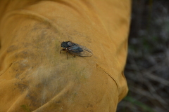 Okanagana occidentalis
