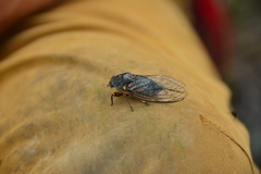 Okanagana occidentalis