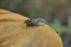 Okanagana occidentalis
