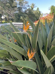 Strelitzia