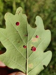 Neuroterus