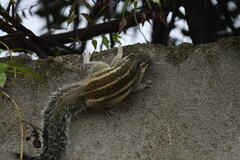 Funambulus pennantii