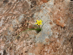 Gagea peduncularis