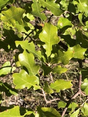 Quercus sinuata