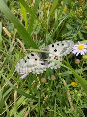 Parnassius nomion