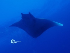 Mobula tarapacana