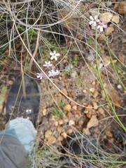 Chaenostoma hispidum