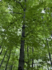 Vasates aceriscrumena