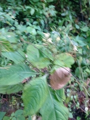 Impatiens parviflora