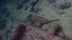 Scorpaena laevis
