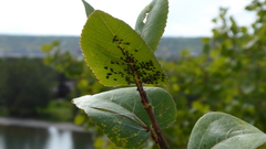 Aphis fabae