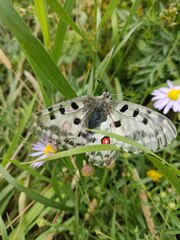 Parnassius nomion