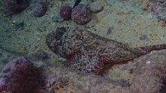 Scorpaena laevis
