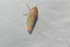 Polana quadrinotata