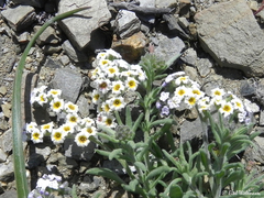 Heliotropium myosotifolium