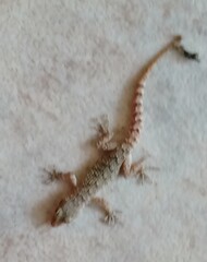 Mediodactylus kotschyi