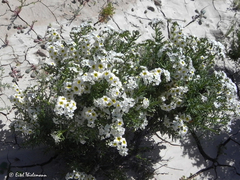 Heliotropium myosotifolium
