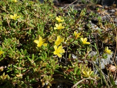 Portulaca rubricaulis