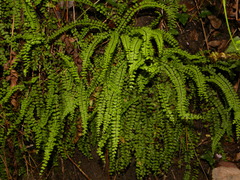 Asplenium trichomanes
