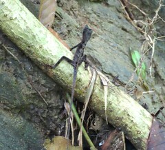 Anolis planiceps