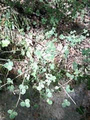 Cytisophyllum sessilifolium