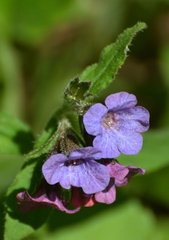 Pulmonaria
