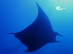 Mobula tarapacana