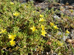 Portulaca rubricaulis