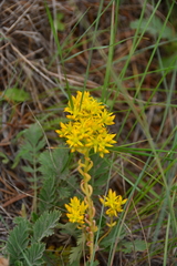 Sedum lanceolatum