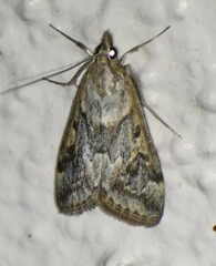 Loxostege allectalis