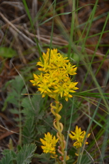 Sedum lanceolatum