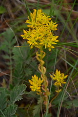 Sedum lanceolatum