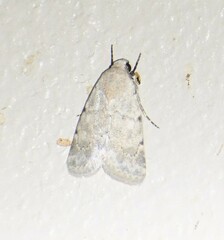 Leucocnemis perfundis