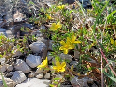 Portulaca rubricaulis