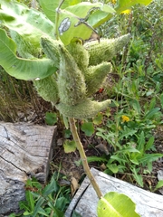 Oncopeltus fasciatus