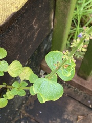 Coleus monostachyus